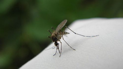 Эти проверенные способы помогут отпугнуть комаров от вашего дома