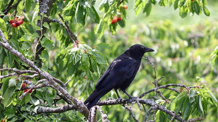 Как отпугнуть птиц от черешни или вишни: проверенные методы, которые спасут урожай