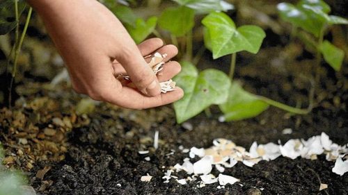 Как можно использовать яичную скорлупу в огороде: копеечный метод на все случаи жизни
