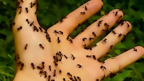 10 советов: как избавиться от муравьёв