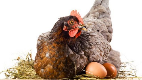 Курица или яйцо: Что появилось раньше?