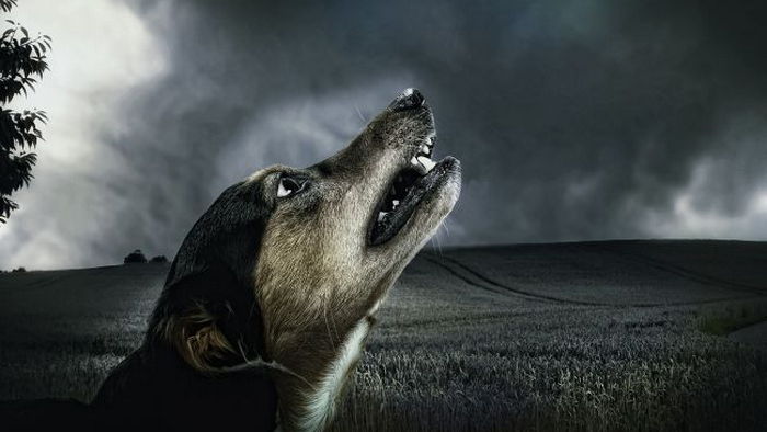 Вот почему собаки воют, и когда они действительно могут предсказать беду