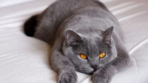 5 наиболее агрессивных пород кошек с невыносимым характером