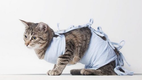 В чем польза стерилизации для кошек