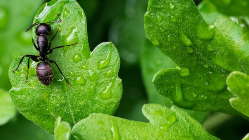 Народные средства от муравьев в огороде - дедовские методы, которые всегда работают