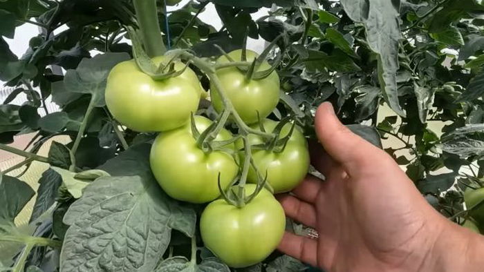 Как вырастить помидоры-гиганты: огородник показал два простых действия