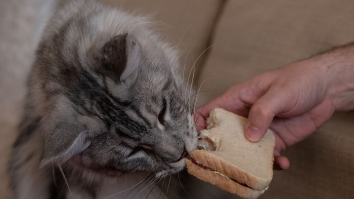 Можно ли кормить кошку хлебом: ответ экспертов