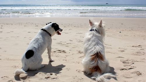 С собакой на пляж: какие запреты и правила безопасности должны знать владельцы животных