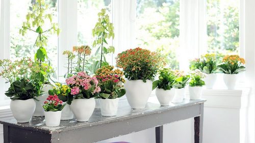 Почему быстро вянут цветы в доме: приметы и причины