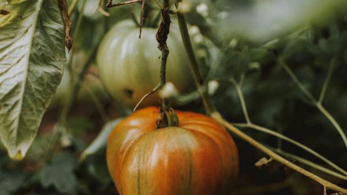Почему листья на помидорах скручиваются и что делать, чтобы избавиться от проблемы