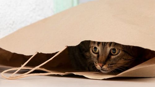 Ветеринары объяснили, почему кошки так любят играть с пакетами. Причина вас удивит