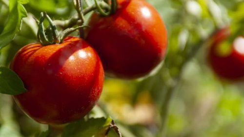 Какая болезнь томатов может быстро уничтожить весь урожай: как этого избежать