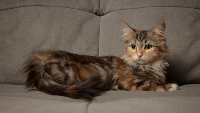 Не для того, чтобы точить когти: вот почему на самом деле кошка царапает диван
