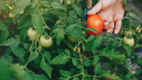 Подкормите помидоры этими удобрениями и точно получите щедрый урожай: народные средства