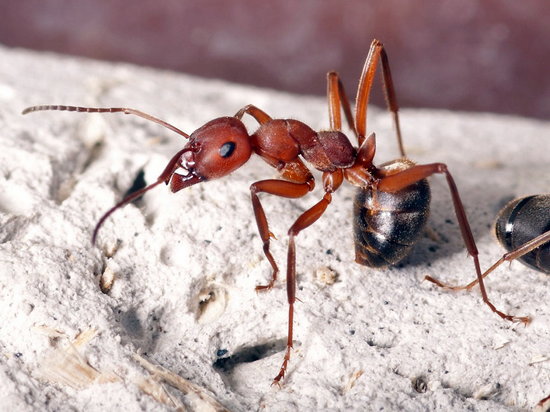 Как избавиться от домашних муравьев в доме