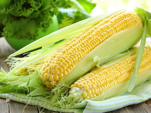 Как увеличить урожайность кукурузы?