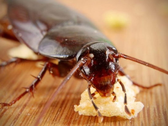 Как эффективно избавиться от тараканов