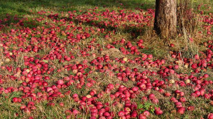 Вот что произойдет, если опавшие яблоки оставить под деревом