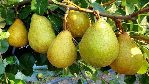 Чем подкормить молодую грушу в августе: щедрый урожай гарантирован