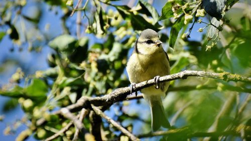 Отвадите птиц от деревьев: простой и эффективный лайфхак