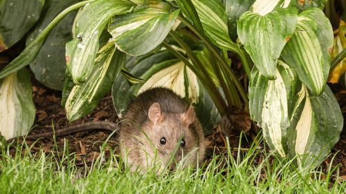 Посадите обычную траву — и избавитесь от проблем: мыши будут обходить огород стороной