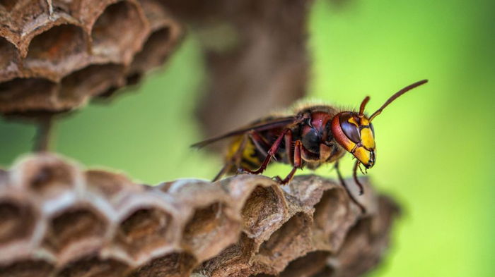 Осы в доме: чем опасны, чего боятся насекомые и как от них избавиться