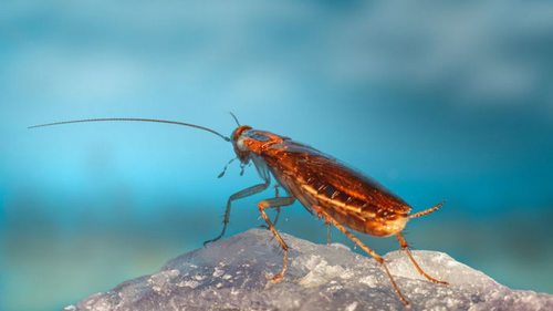 Почему в чистой квартире появляются тараканы: восемь основных причин