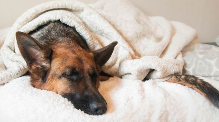 Как распознать деменцию у собаки: кинолог назвала основные признаки заболевания