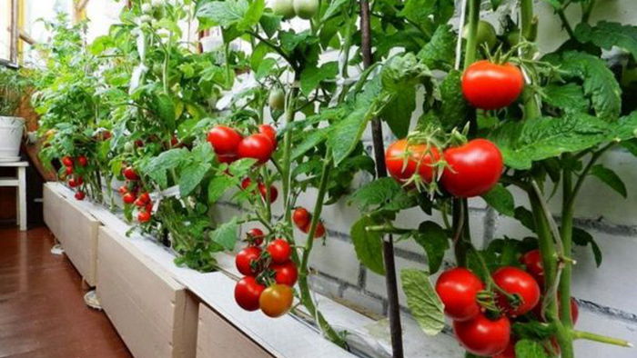 Вертикальный огород: как вырастить урожай овощей на балконе