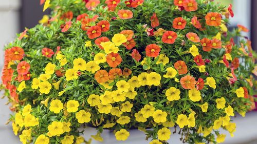 Три главных секрета пышного цветения растений в подвесной корзине