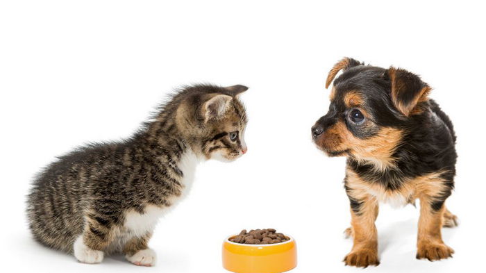 Как подобрать правильный рацион для щенков и котят – советы эксперта