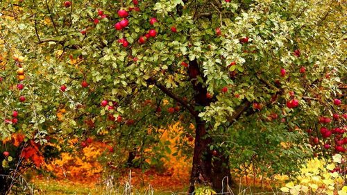 Сделайте это в саду – и яблони легко переживут зиму: рекомендации садо...