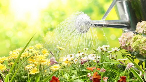 Почему растения нельзя поливать в жару: рекомендации специалистов по уходу за садом