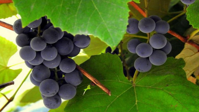 Пять основных ошибок при обрезке винограда