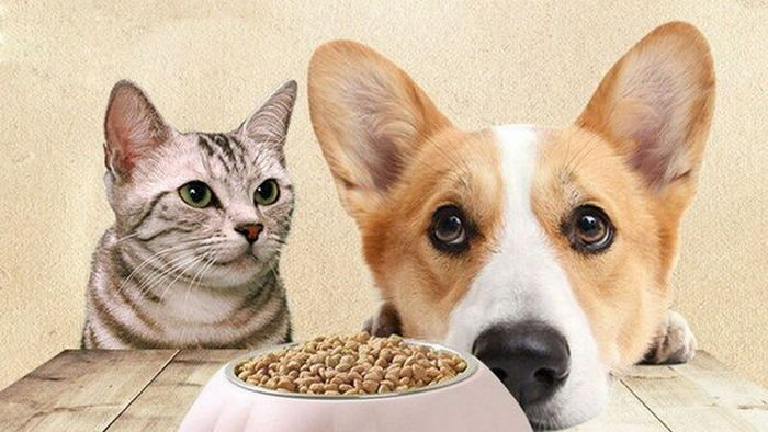 Можно ли кормить кошку собачьим кормом, а собаку — кошачьим?