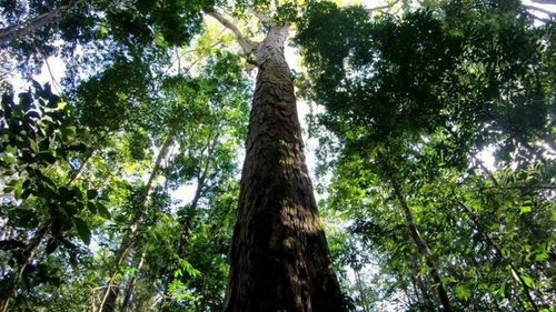 Почему местонахождение самого высокого дерева на Земле тайна