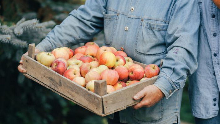 Как правильно срывать и хранить яблоки, чтобы они лежали всю зиму