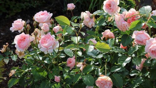 Как стимулировать осеннее цветение роз: простой лайфхак опытных садоводов