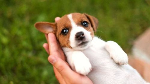 Как выбрать щенка: советы ветеринара