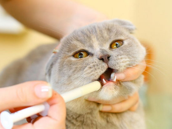 Как дать кошке таблетку или микстуру