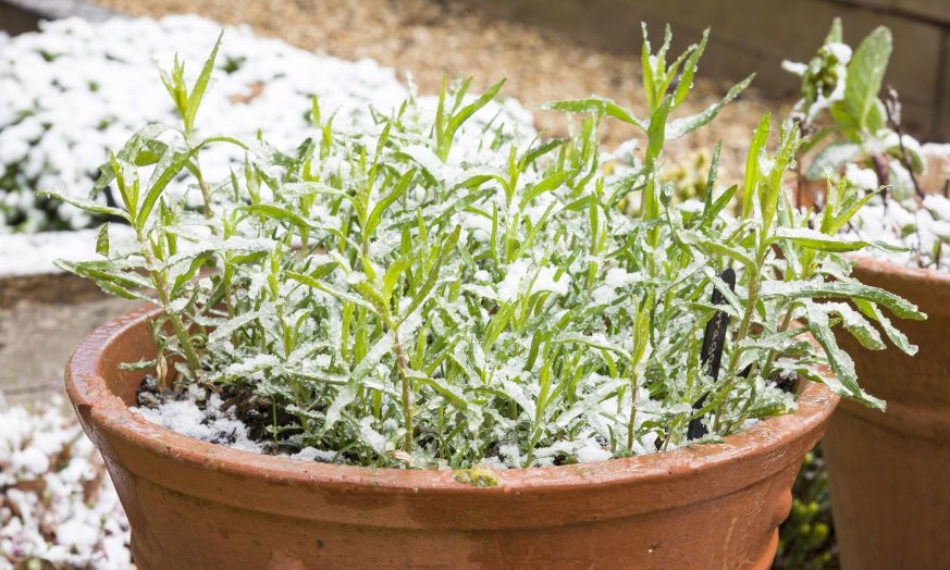 Не дай им замерзнуть: как утеплить горшечные растения на зиму