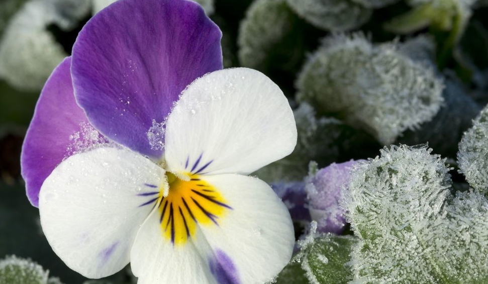 Пять самых легких в уходе морозостойких цветов, которые украсят ваш осенний сад