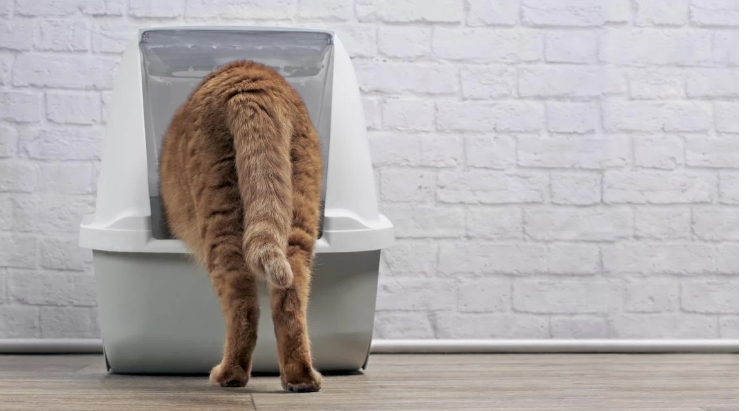Выбираем наполнитель для кошачьего туалета: нюансы, на что обратить внимание