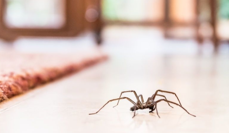 Пять действенных способов избавиться от пауков в доме