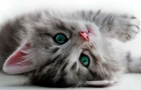 Чего боятся блохи у кошек: забудьте про паразитов навсегда
