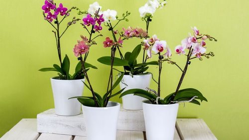 Орхидеи будут цвести круглосуточно: как правильно выбрать цветочный субстрат