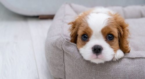 Идеальная собака для квартиры: 10 самых беспроблемных пород для жизни в городе