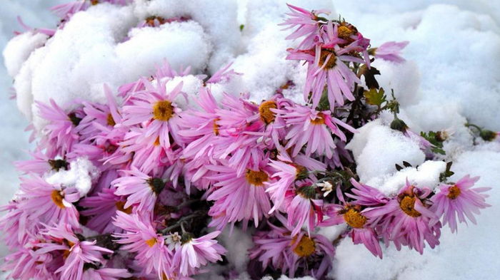 Нужно ли хризантемы выкапывать на зиму: ответ специалистов