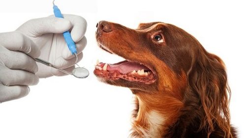 Зубной камень у собак: причины и лечение
