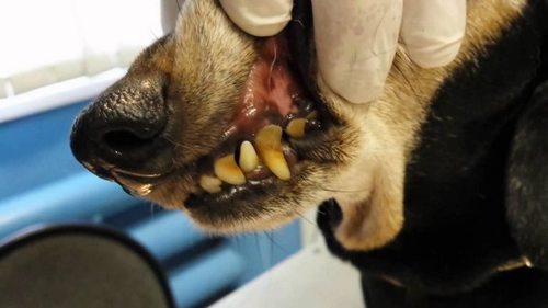 Зубной камень у собак: причины и лечение